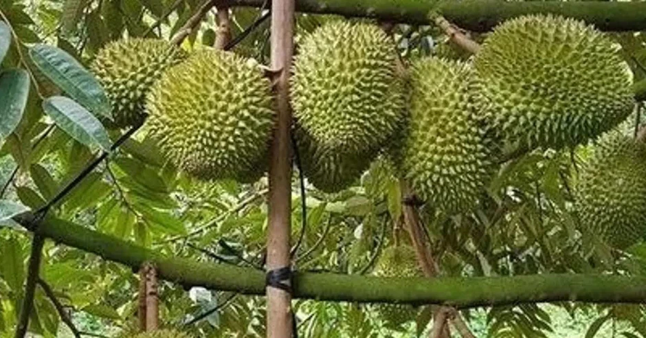 Trung Quốc phê duyệt thêm mã số cho nông sản Việt Nam xuất khẩu