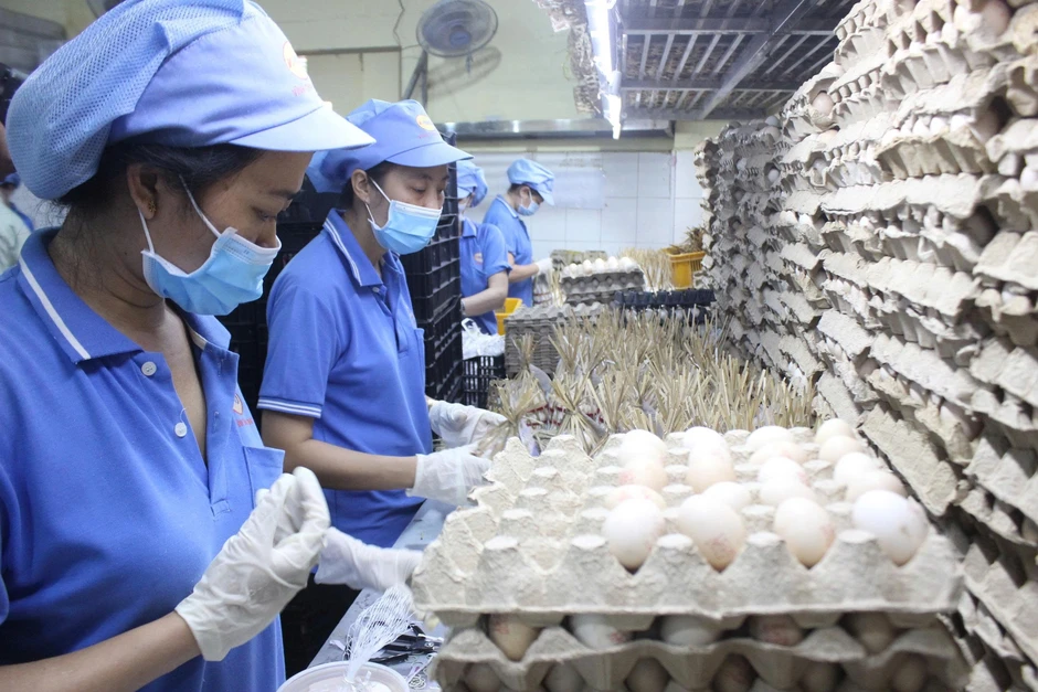 Trứng rớt giá, người nuôi lỗ nặng: Vì sao Việt Nam vẫn phải nhập bột trứng? Trứng rớt giá, người nuôi lỗ nặng: Vì sao Việt Nam vẫn phải nhập bột trứng?