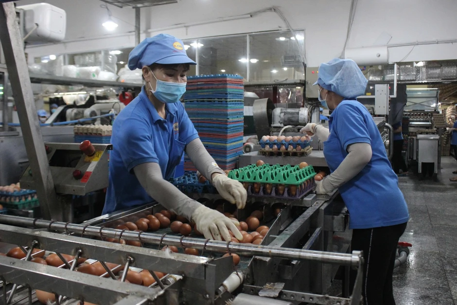 Trứng rớt giá, người nuôi lỗ nặng: Vì sao Việt Nam vẫn phải nhập bột trứng? Trứng rớt giá, người nuôi lỗ nặng: Vì sao Việt Nam vẫn phải nhập bột trứng?