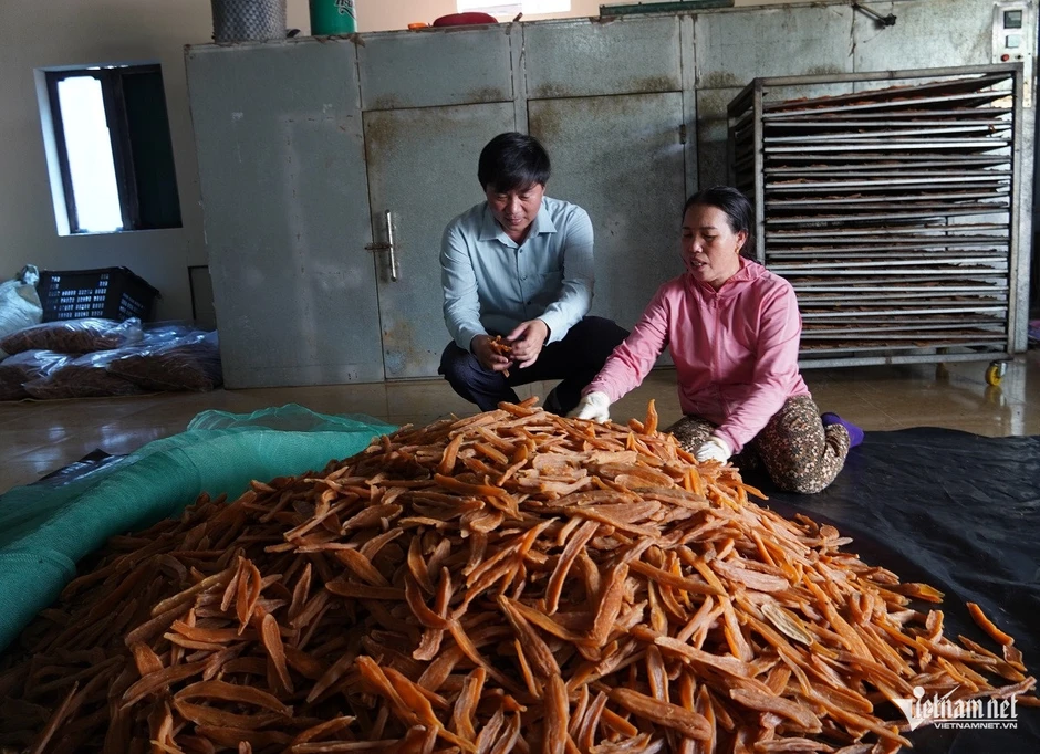 Từ củ khoai lang thành đặc sản 'hái ra tiền', cả làng thu hơn 40 tỷ đồng/năm Từ củ khoai lang thành đặc sản 'hái ra tiền', cả làng thu hơn 40 tỷ đồng/năm