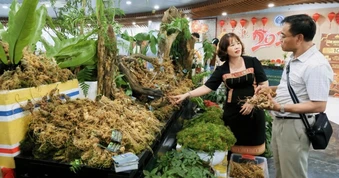 Từ vụ “Hằng Lê Sâm Ngọc Linh” bị bắt: Người trồng sâm đúng xuất xứ nói gì?