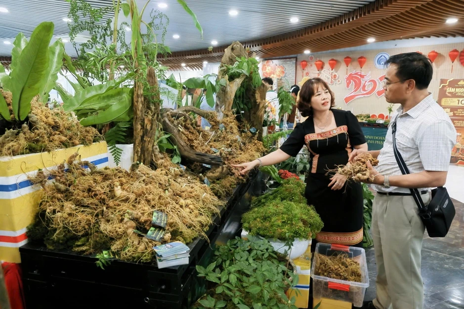 Từ vụ “Hằng Lê Sâm Ngọc Linh” bị bắt: Người trồng sâm đúng xuất xứ nói gì? Từ vụ “Hằng Lê Sâm Ngọc Linh” bị bắt: Người trồng sâm đúng xuất xứ nói gì?