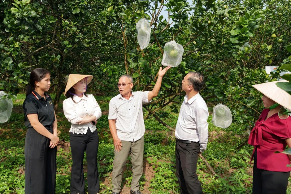 Úc tạm ngừng nhập khẩu bưởi tươi Việt Nam: Nhiều giải pháp tháo gỡ vướng mắc Úc tạm ngừng nhập khẩu bưởi tươi Việt Nam: Nhiều giải pháp tháo gỡ vướng mắc
