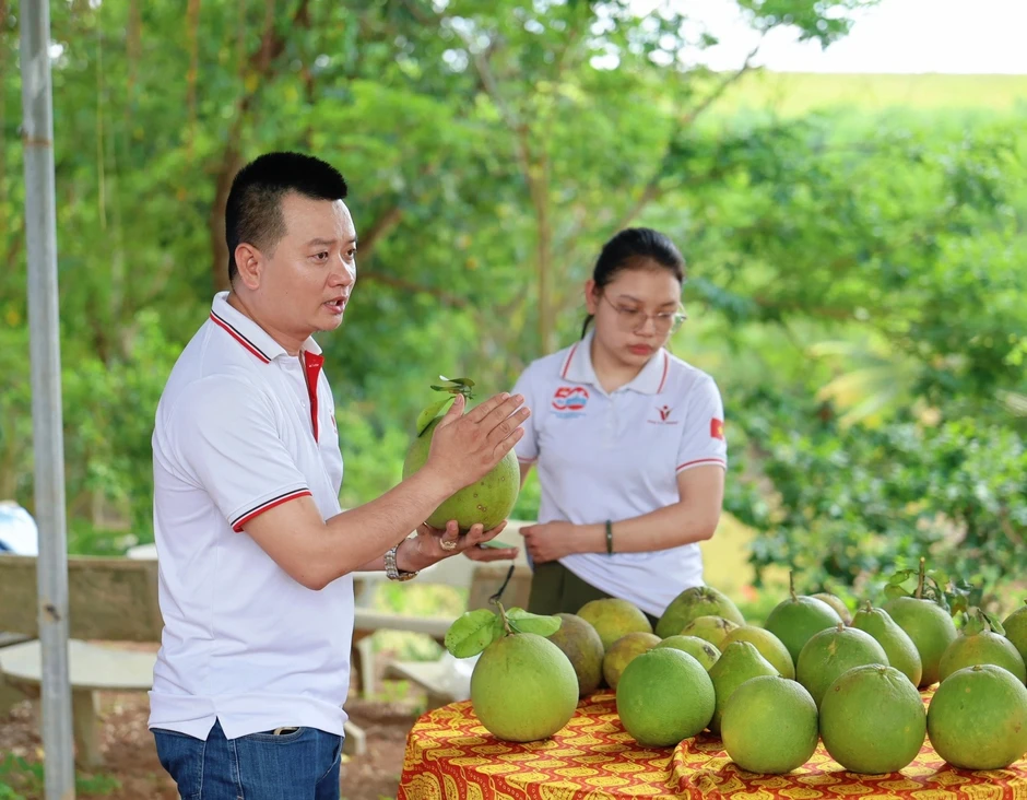 Úc tạm ngừng nhập khẩu bưởi tươi Việt Nam: Nhiều giải pháp tháo gỡ vướng mắc Úc tạm ngừng nhập khẩu bưởi tươi Việt Nam: Nhiều giải pháp tháo gỡ vướng mắc