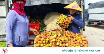 Vải chín sớm mất mùa: Hàng đẹp thành 'của hiếm', hàng xấu bị ép giá