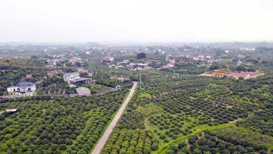Vải chín sớm mất mùa: Hàng đẹp thành 'của hiếm', hàng xấu bị ép giá Vải chín sớm mất mùa: Hàng đẹp thành 'của hiếm', hàng xấu bị ép giá