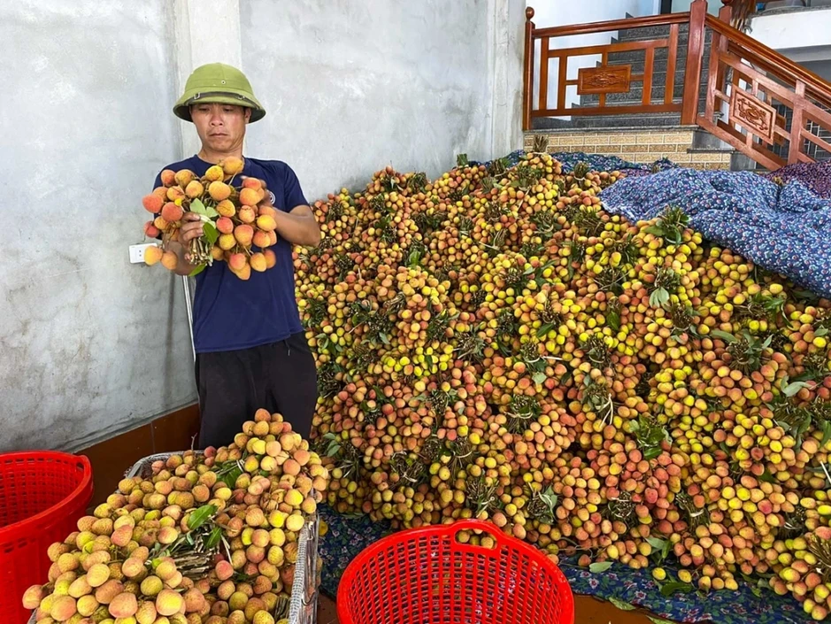 Vải chín sớm mất mùa: Hàng đẹp thành 'của hiếm', hàng xấu bị ép giá Vải chín sớm mất mùa: Hàng đẹp thành 'của hiếm', hàng xấu bị ép giá