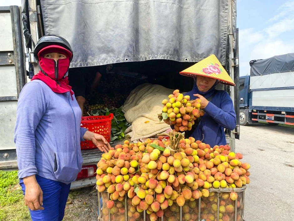 Vải chín sớm mất mùa: Hàng đẹp thành 'của hiếm', hàng xấu bị ép giá Vải chín sớm mất mùa: Hàng đẹp thành 'của hiếm', hàng xấu bị ép giá