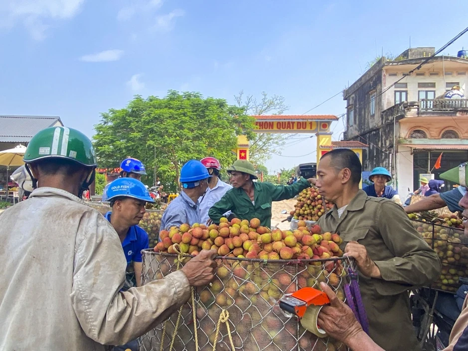 Vải chín sớm mất mùa: Hàng đẹp thành 'của hiếm', hàng xấu bị ép giá Vải chín sớm mất mùa: Hàng đẹp thành 'của hiếm', hàng xấu bị ép giá