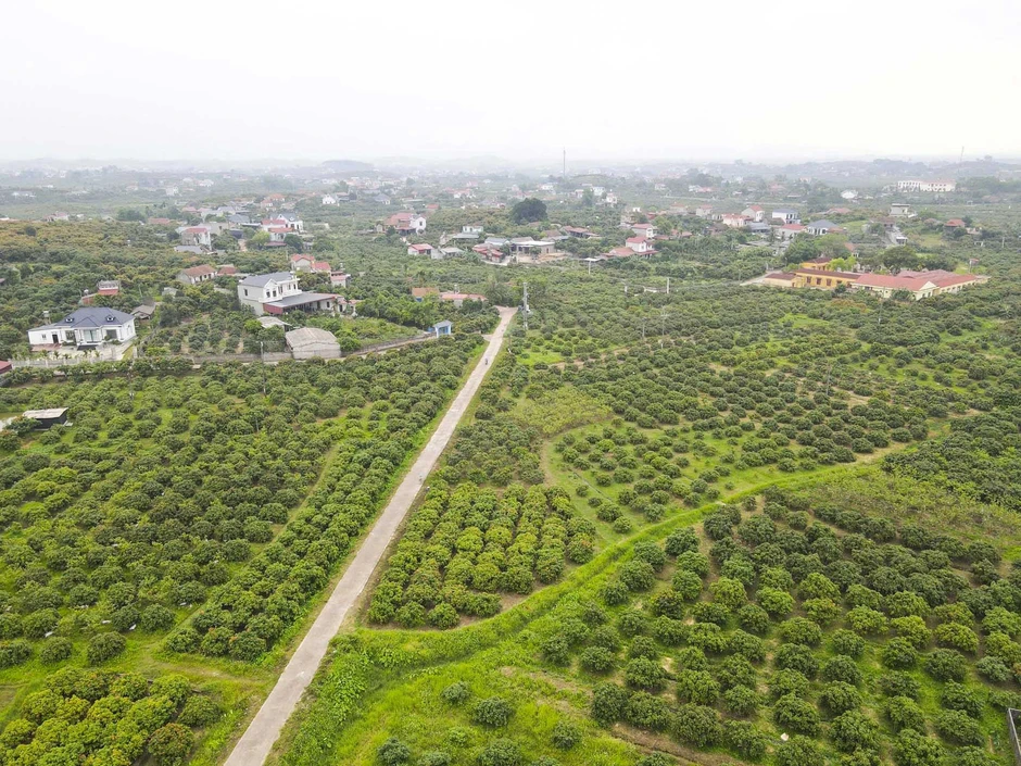 Vải sớm mất mùa, giá chênh gấp ba: Hàng đẹp thành 'của hiếm', hàng xấu bị ép giá