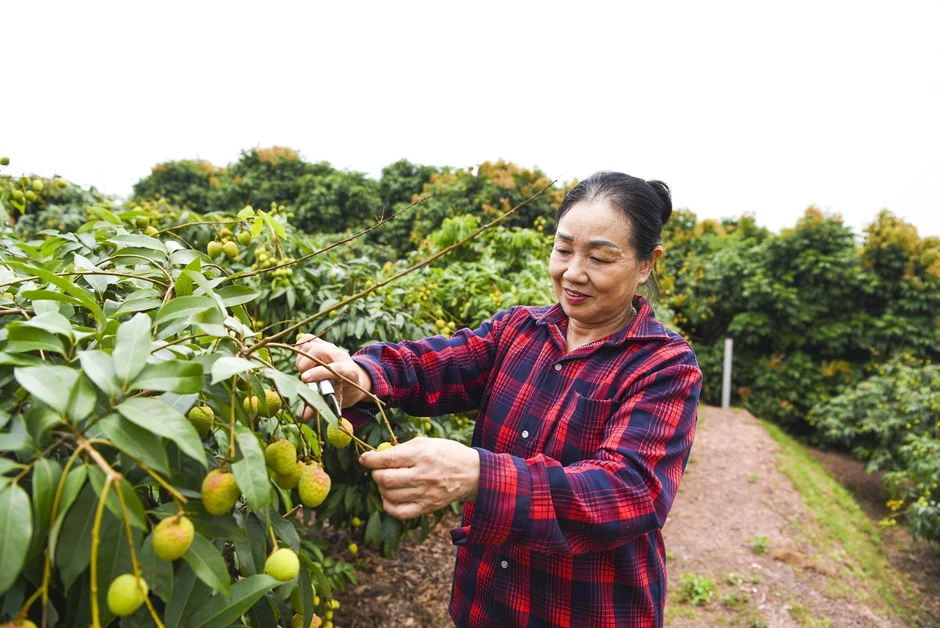 Vải sớm mất mùa, giá chênh gấp ba: Hàng đẹp thành 'của hiếm', hàng xấu bị ép giá