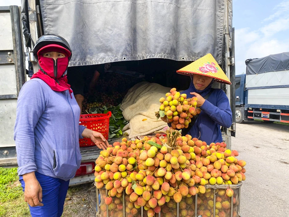 Vải sớm mất mùa, giá chênh gấp ba: Hàng đẹp thành 'của hiếm', hàng xấu bị ép giá