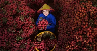 Vải thiều Bắc Ninh đắt hàng, giá có lúc lên 90.000 đồng/kg