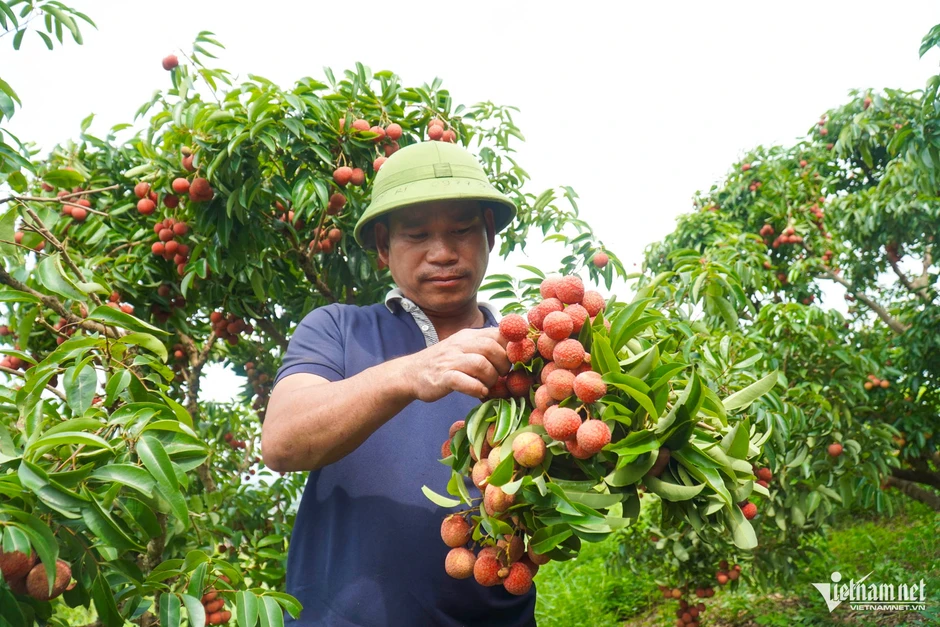 Vải thiều Bắc Ninh mất mùa nhưng thắng lớn, doanh thu gần 6.000 tỷ đồng Vải thiều Bắc Ninh mất mùa nhưng thắng lớn, doanh thu gần 6.000 tỷ đồng