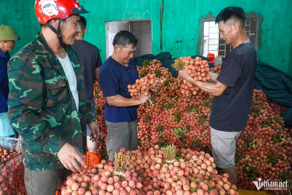 Vải thiều Bắc Ninh mất mùa nhưng thắng lớn, doanh thu gần 6.000 tỷ đồng Vải thiều Bắc Ninh mất mùa nhưng thắng lớn, doanh thu gần 6.000 tỷ đồng