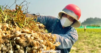 'Vàng trắng' ở đảo Lý Sơn mất giá