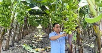 Vào chuỗi liên kết, nông dân trồng chuối hết lo bị "bẻ kèo"