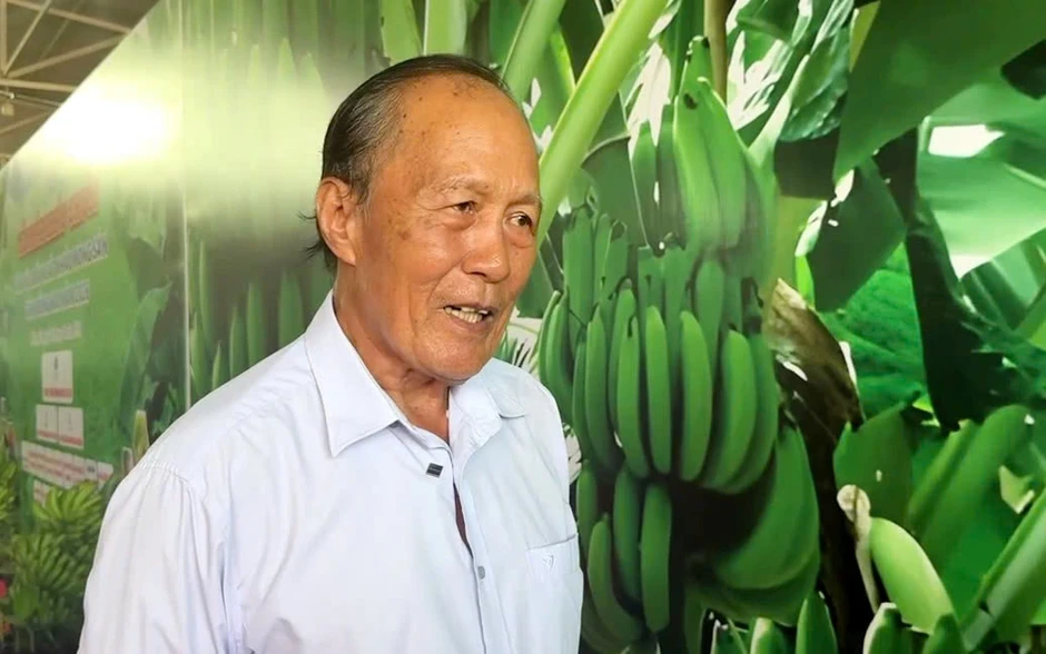 Vào chuỗi liên kết, nông dân trồng chuối hết lo bị "bẻ kèo" Vào chuỗi liên kết, nông dân trồng chuối hết lo bị "bẻ kèo"