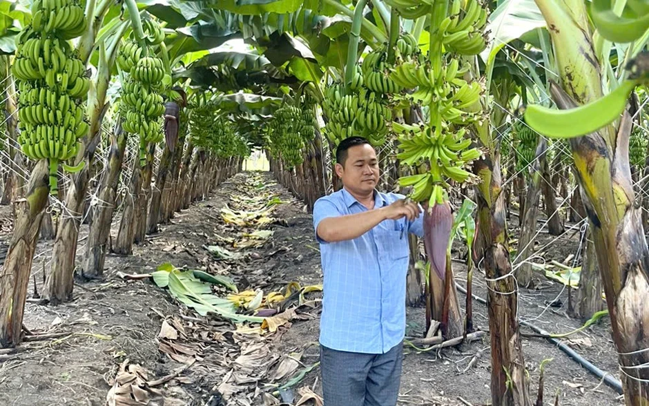 Vào chuỗi liên kết, nông dân trồng chuối hết lo bị "bẻ kèo" Vào chuỗi liên kết, nông dân trồng chuối hết lo bị "bẻ kèo"