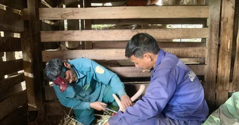 Vào vụ cưa sừng hươu, nông dân Hà Tĩnh thu về hơn 200 tỷ đồng