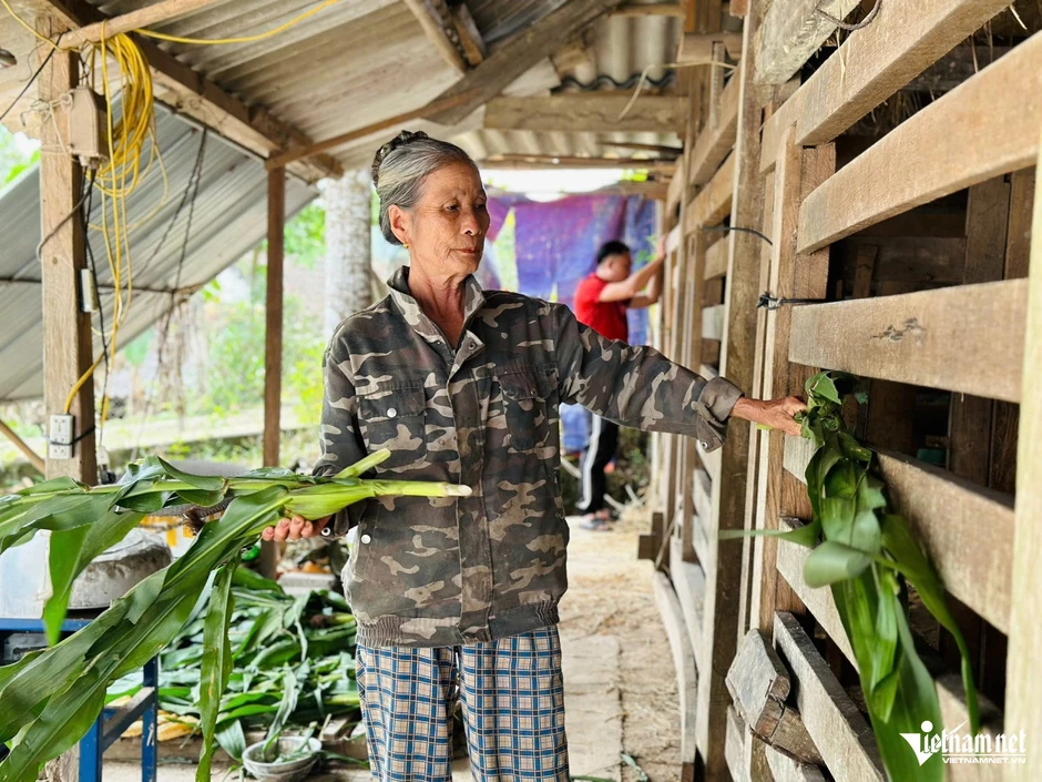 Vào vụ cưa sừng hươu, nông dân Hà Tĩnh thu về hơn 200 tỷ đồng Vào vụ cưa sừng hươu, nông dân Hà Tĩnh thu về hơn 200 tỷ đồng