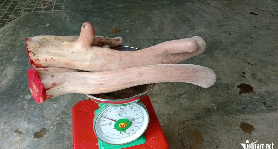 Vào vụ cưa sừng hươu, nông dân Hà Tĩnh thu về hơn 200 tỷ đồng Vào vụ cưa sừng hươu, nông dân Hà Tĩnh thu về hơn 200 tỷ đồng