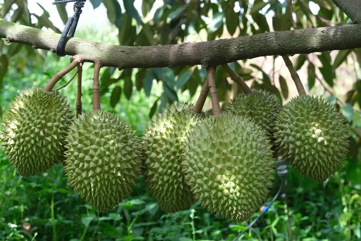 Vì sao cùng một loại nông sản nhưng giá bán chênh nhau cả chục lần? Vì sao cùng một loại nông sản nhưng giá bán chênh nhau cả chục lần?