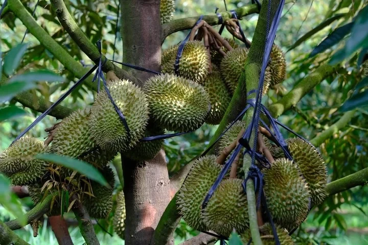 Vì sao cùng một loại nông sản nhưng giá bán chênh nhau cả chục lần? Vì sao cùng một loại nông sản nhưng giá bán chênh nhau cả chục lần?