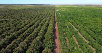 Việt Nam có một tỷ phú sang Lào, Campuchia trồng 5.400 ha xoài: xuất khẩu đi Trung Quốc, sản lượng dự kiến 100.000 tấn/năm