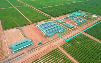 Việt Nam có một tỷ phú sang Lào, Campuchia trồng bưởi nuôi bò: Sản lượng 60.000 tấn trái mỗi vụ, mục tiêu sở hữu hơn 200.000 con bò