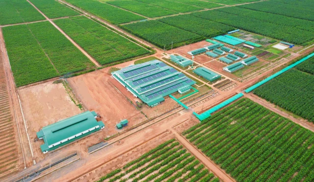 Việt Nam có một tỷ phú sang Lào, Campuchia trồng bưởi nuôi bò: Sản lượng 60.000 tấn trái mỗi vụ, mục tiêu sở hữu hơn 200.000 con bò Việt Nam có một tỷ phú sang Lào, Campuchia trồng bưởi nuôi bò: Sản lượng 60.000 tấn trái mỗi vụ, mục tiêu sở hữu hơn 200.000 con bò