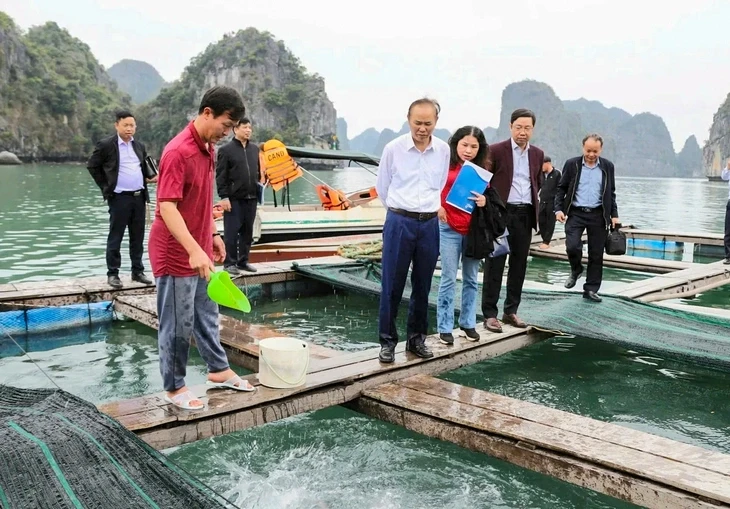 Việt Nam đang nuôi thử giống cá cam đắt giá, tính toán nuôi cá ngừ đại dương