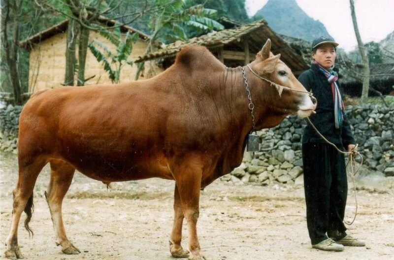 Việt Nam sở hữu một 'kho báu' giữa núi rừng Tây Bắc, giá hơn 1,2 triệu đồng/kg, chuẩn bị cạnh tranh Wagyu Việt Nam sở hữu một 'kho báu' giữa núi rừng Tây Bắc, giá hơn 1,2 triệu đồng/kg, chuẩn bị cạnh tranh Wagyu