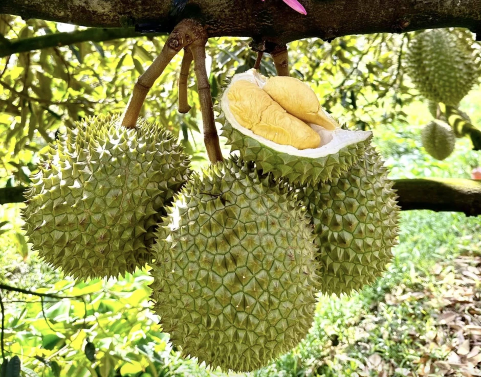Việt Nam tăng tốc xuất khẩu, Trung Quốc áp lệnh mới với 2.589 mặt hàng nông sản Việt Nam tăng tốc xuất khẩu, Trung Quốc áp lệnh mới với 2.589 mặt hàng nông sản