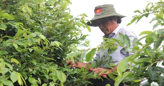Vụ 42 gốc mai ở Côn Đảo: Nhà vườn băn khoăn cách chứng minh xuất xứ