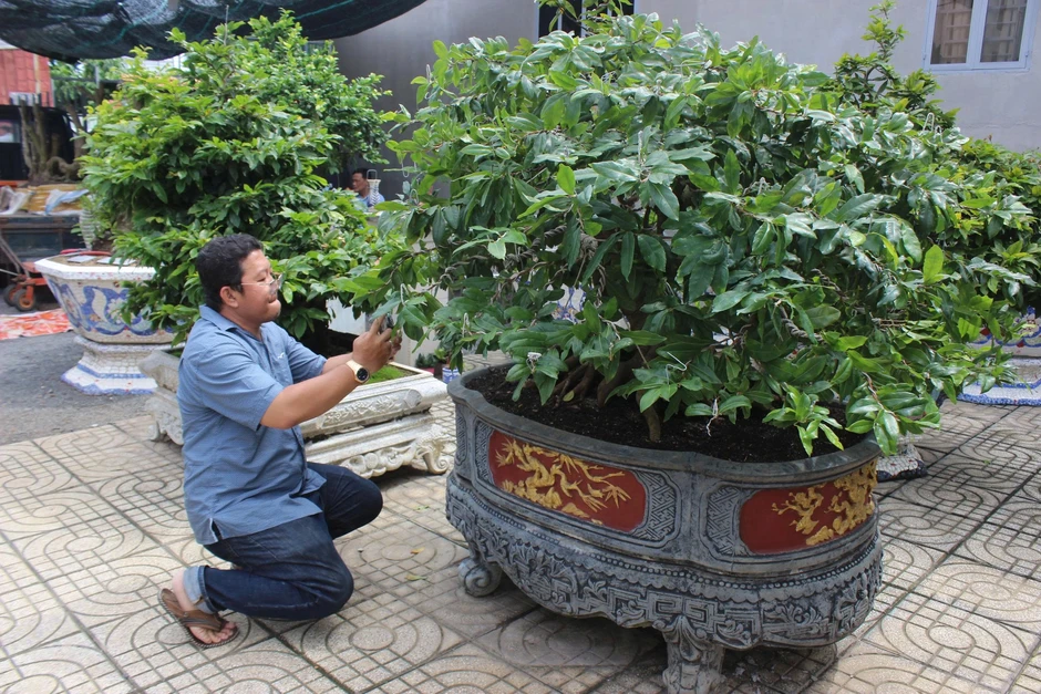Vụ 42 gốc mai ở Côn Đảo: Nhà vườn băn khoăn cách chứng minh xuất xứ Vụ 42 gốc mai ở Côn Đảo: Nhà vườn băn khoăn cách chứng minh xuất xứ