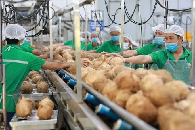 Vụ án sầu riêng: Cần dẹp ‘giấy phép con’ trong cấp mã số vùng trồng Vụ án sầu riêng: Cần dẹp ‘giấy phép con’ trong cấp mã số vùng trồng