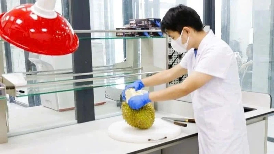 Vụ án sầu riêng: 'Hộ chiếu' tỷ USD và những khoảng trống quản lý