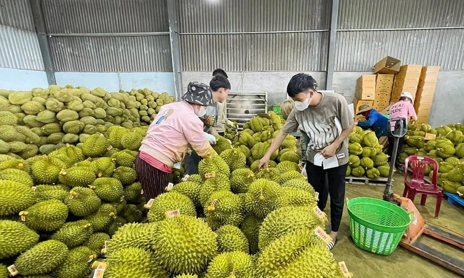 Vụ án sầu riêng: 'Hộ chiếu' tỷ USD và những khoảng trống quản lý