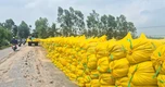 Vụ lúa hè thu 2026: Chi phí đầu vào cao, giá bèo, nông dân kêu lỗ vốn