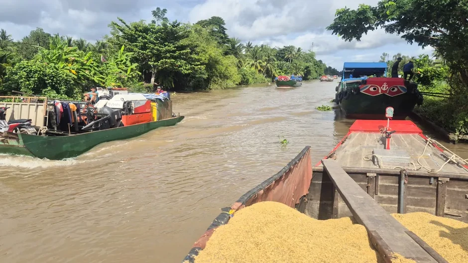 Vụ lúa hè thu 2026: Chi phí đầu vào cao, giá bèo, nông dân kêu lỗ vốn Vụ lúa hè thu 2026: Chi phí đầu vào cao, giá bèo, nông dân kêu lỗ vốn