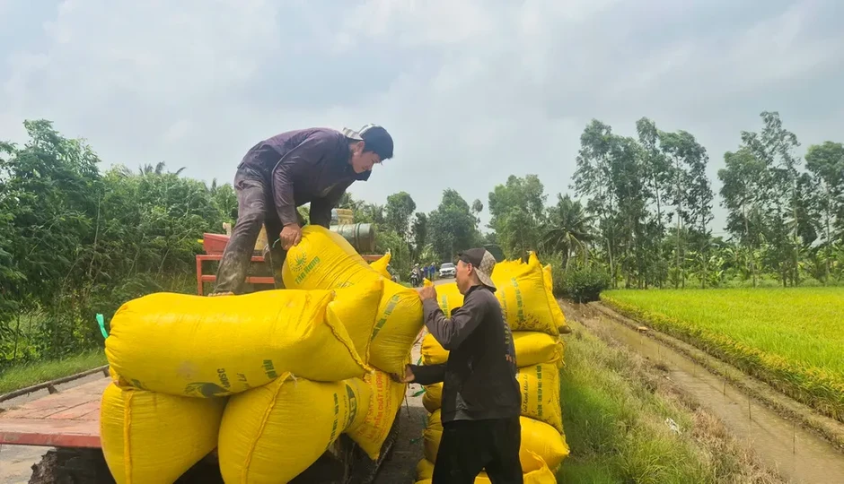Vụ lúa hè thu 2026: Chi phí đầu vào cao, giá thấp, nông dân kêu lỗ vốn Vụ lúa hè thu 2026: Chi phí đầu vào cao, giá thấp, nông dân kêu lỗ vốn