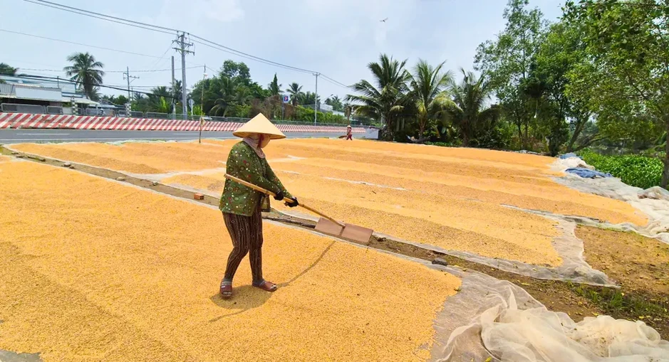 Vụ lúa hè thu 2026: Chi phí đầu vào cao, giá thấp, nông dân kêu lỗ vốn Vụ lúa hè thu 2026: Chi phí đầu vào cao, giá thấp, nông dân kêu lỗ vốn