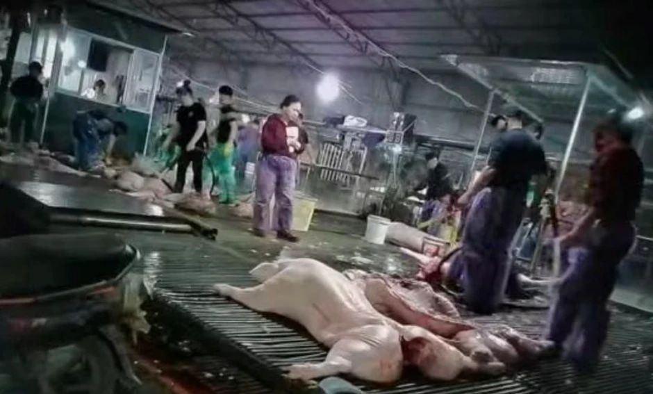 Vụ thịt lợn dịch vào trường học: Thấy gì về thị trường suất ăn tỷ USD? Vụ thịt lợn dịch vào trường học: Thấy gì về thị trường suất ăn tỷ USD?