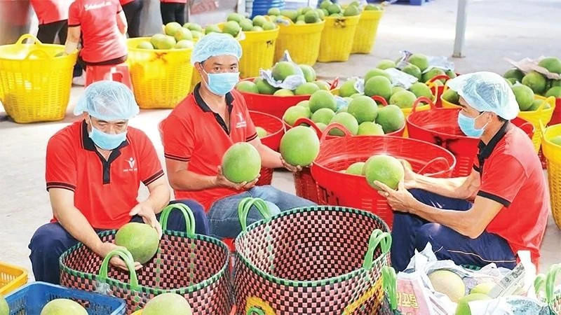 Vừa đón tin vui xuất siêu hơn 7 tỷ USD, nông sản Việt đối mặt ‘cửa ải’ mới Vừa đón tin vui xuất siêu hơn 7 tỷ USD, nông sản Việt đối mặt ‘cửa ải’ mới