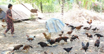 Xăng giảm, giá cám vẫn tăng: Người chăn nuôi đối mặt thua lỗ