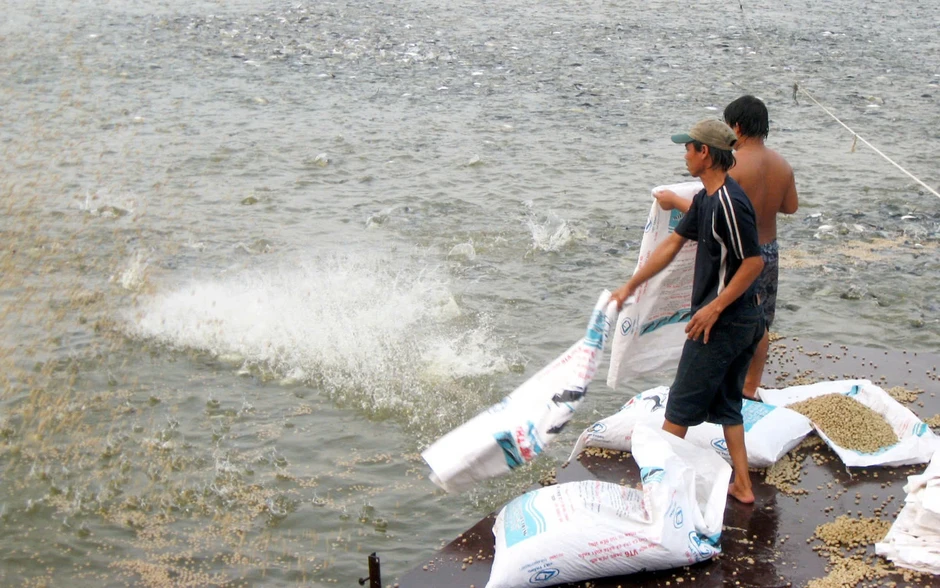 Xăng giảm, giá cám vẫn tăng: Người chăn nuôi đối mặt thua lỗ Xăng giảm, giá cám vẫn tăng: Người chăn nuôi đối mặt thua lỗ