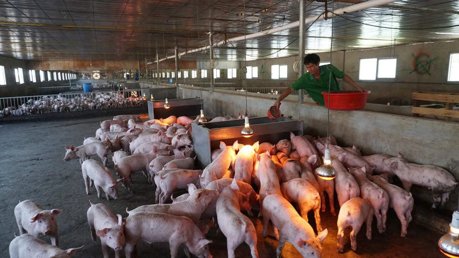 Xăng giảm, giá cám vẫn tăng: Người chăn nuôi đối mặt thua lỗ Xăng giảm, giá cám vẫn tăng: Người chăn nuôi đối mặt thua lỗ