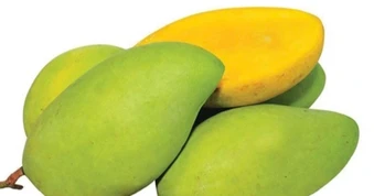 Xoài cát Hòa Lộc “đứt hàng” ở chợ dân sinh, cửa hàng giá cao