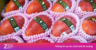 Xoài Đài Loan lần đầu xuất sang châu Âu